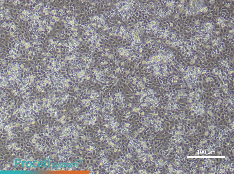 Mouse Epidermal Keratinocyte Complete Medium - 1