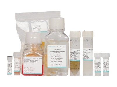Rat Brain Microvascular Endothelial Cell Isolation and Culture Kit - 1