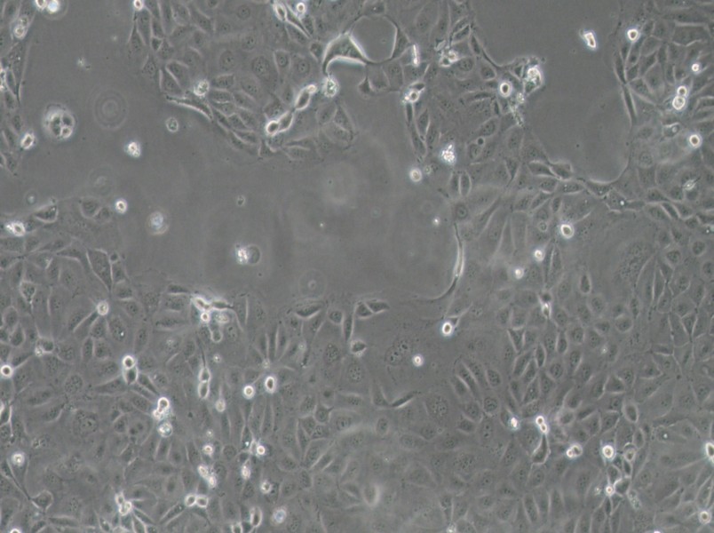 Panc 03.27 Cell Complete MediumPanc 03.27 Cell Complete Medium - 2