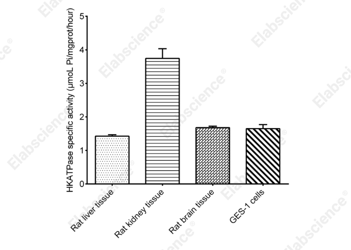 Chitinase Activity Colorimetric Assay Kit - 2