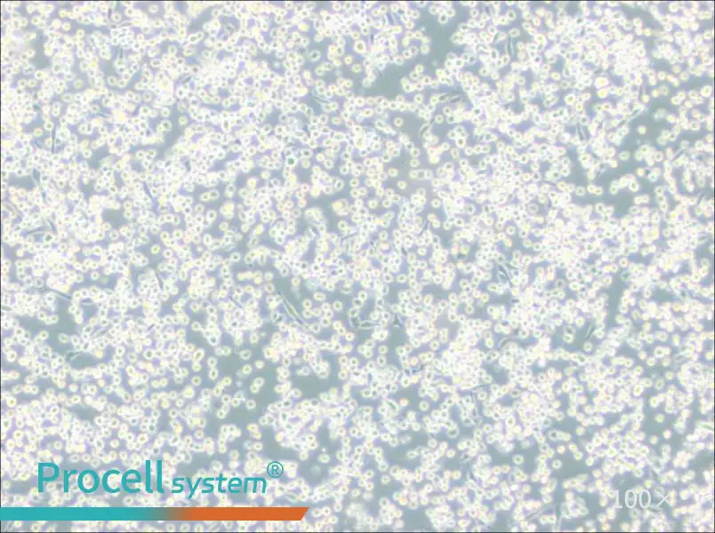 M-07e Cell Complete MediumM-07e Cell Complete Medium - 2