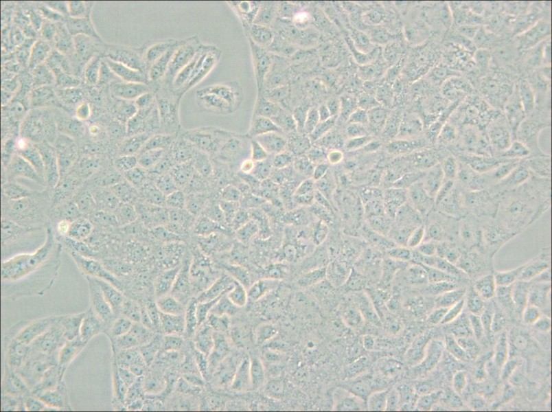 VERO C1008 [Vero E6] Cell Complete Medium - small - 4