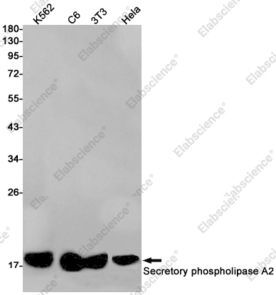Recombinant Phospholipase A2 Monoclonal Antibody - 1
