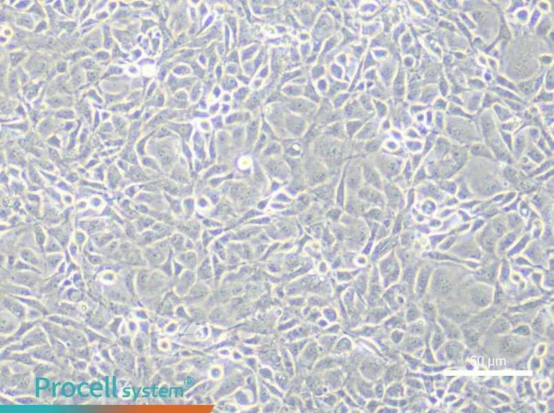 Rat Brain Microvascular Endothelial (Primary cell immortalization) Cell Complete MediumRat Brain Microvascular Endothelial (Primary cell immortalization) Cell Complete Medium - 6