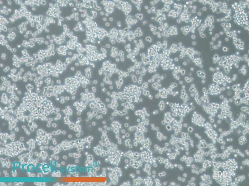 BC-3 Cell Complete Medium - 3