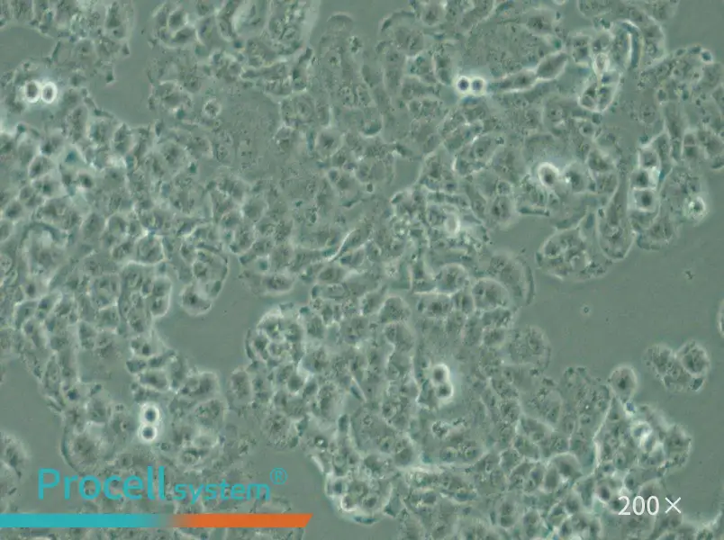 QGP-1 Cell Complete Medium - 5