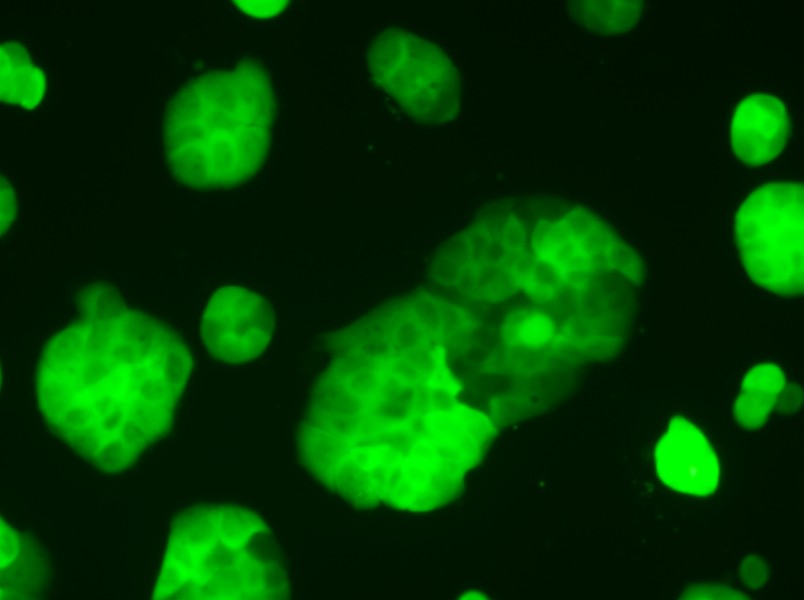 HT-29-GFP Cell Complete Medium - small - 6