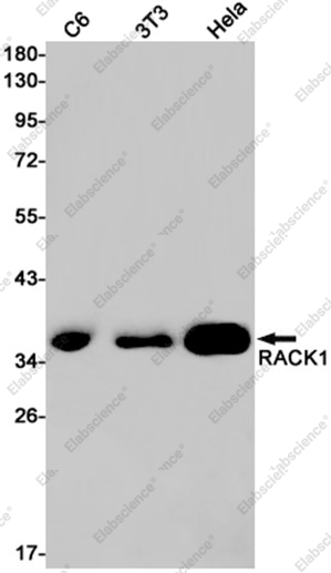 Recombinant RACK1 Monoclonal Antibody - 1