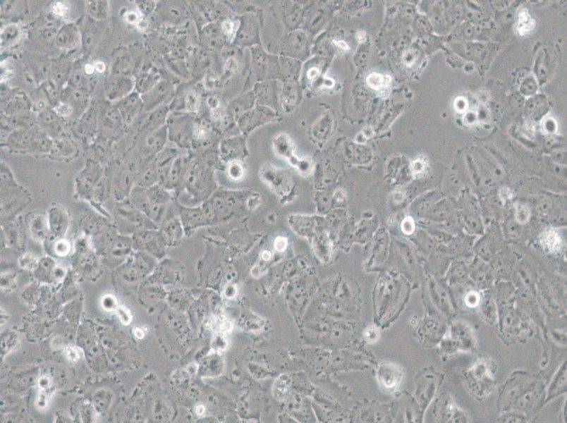 H4 Cell Complete Medium - small - 5