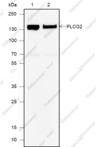 Recombinant PLCG2 Monoclonal Antibody - 1