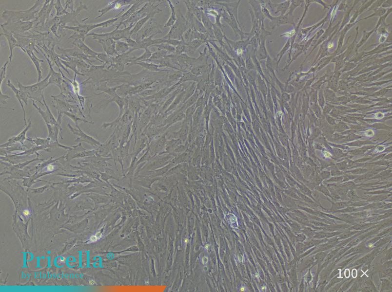 Rat Brain Artery Vascular Smooth Muscle Cells Isolation and Culture Kit - small - 2