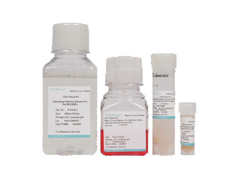 Rat Cerebral Artery Smooth Muscle Cell Isolation and Culture Kit