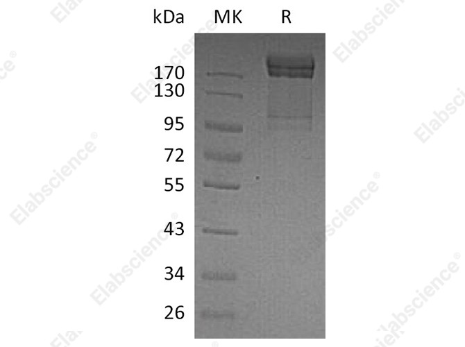 Recombinant Human PSGL-1/CD162 Protein (Fc Tag) - 1