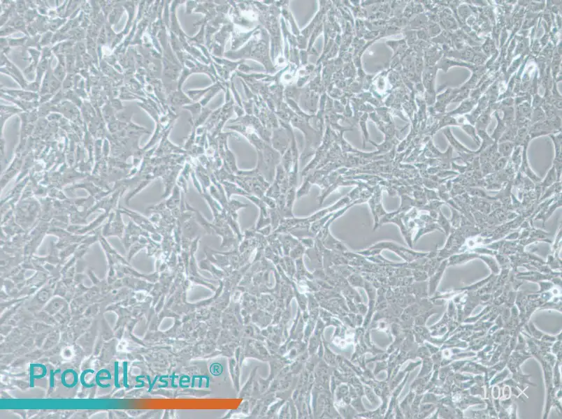 Renca-LUC Cell Complete MediumRenca-LUC Cell Complete Medium - 2