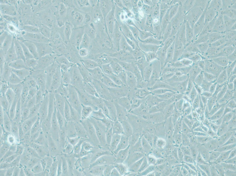 IPEC-J2 Cell Complete Medium - small - 5