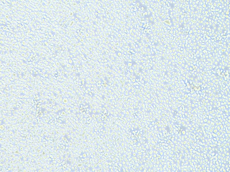 AMO1 Cell Complete Medium-searchlist-1