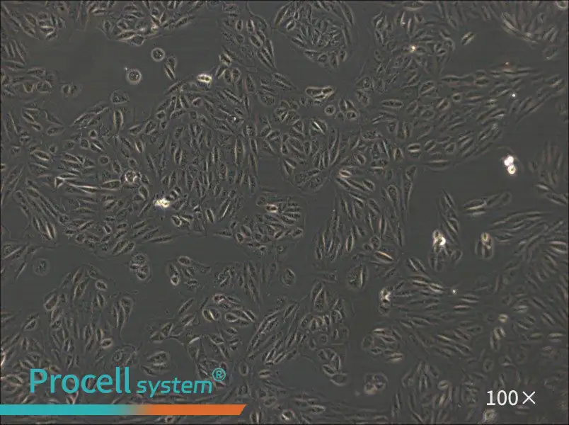 ARPE-19 Cell Complete Medium - 3