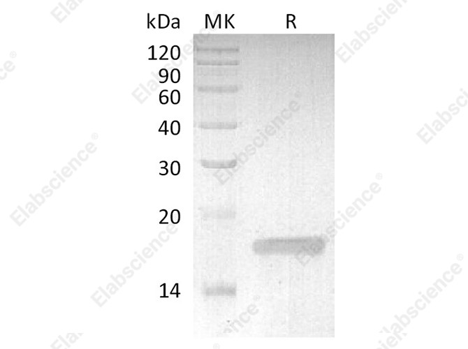 Recombinant Rabbit TNF-alpha/TNFSF2/TNFa Protein - 1
