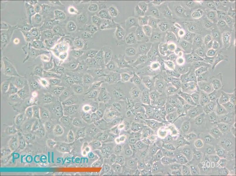 KYSE-150 Cell Complete Medium - 5