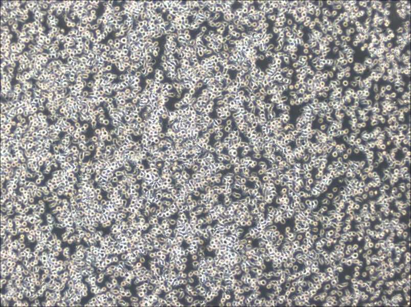 TOLEDO Cell Complete Medium-searchlist-1