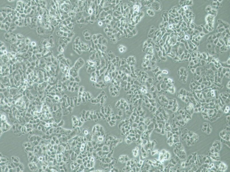 QGP-1 Cell Complete Medium - 2