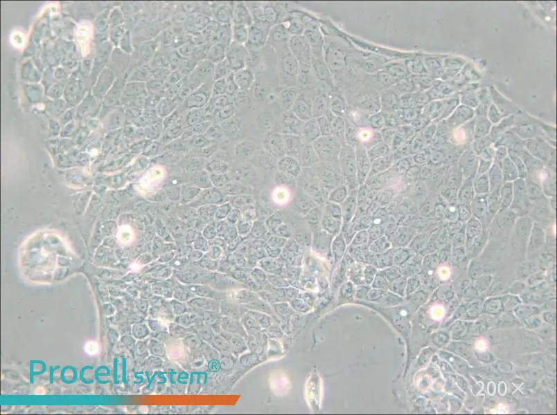 Capan-2 Cell Complete Medium - small - 4