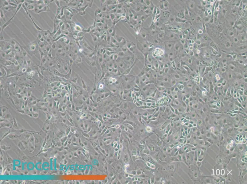 Kuramochi Cell Complete MediumKuramochi Cell Complete Medium - 2