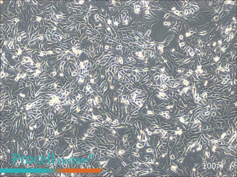 NCI-H596 Cell Complete Medium - 2