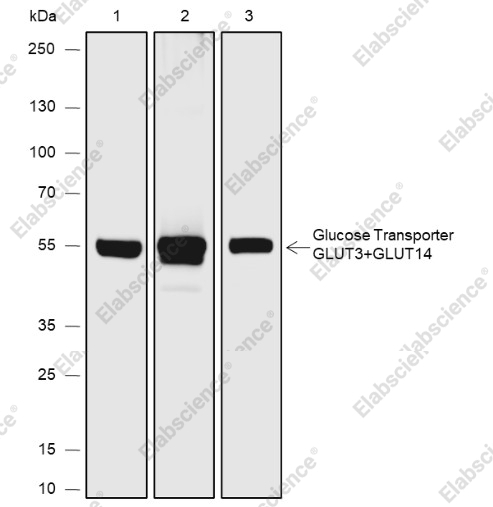 Recombinant GLUT3+GLUT14 Monoclonal Antibody - 1