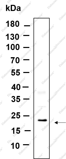 Recombinant TXD12 Monoclonal Antibody - 1