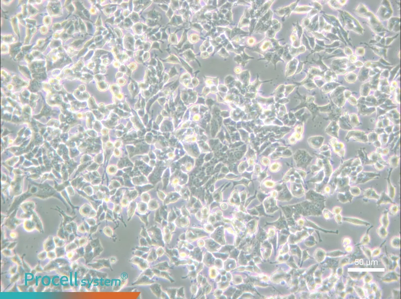 PC-12 (Low differentiation) Cell Complete Medium - small - 6