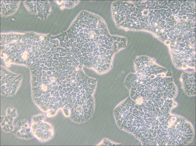 NCI-H1944 Cell Complete Medium - small - 4