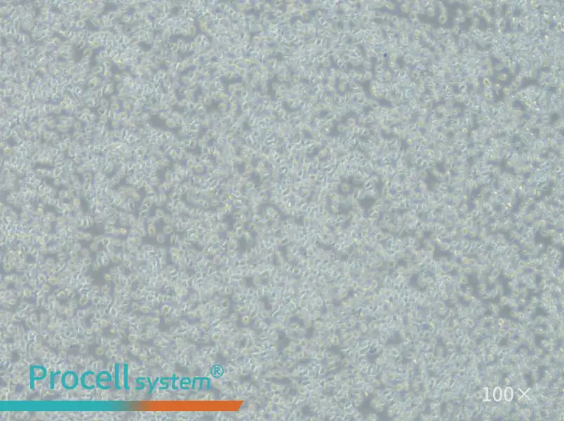 JM-1 Cell Complete Medium - 3