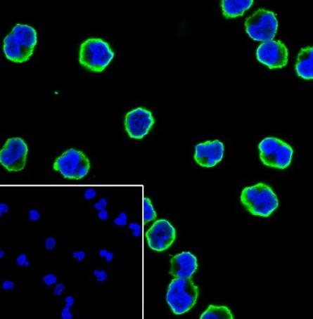 Recombinant CD23 Monoclonal Antibody - small - 3
