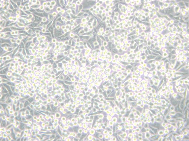 A-204 [A204] Cell Complete Medium - 5