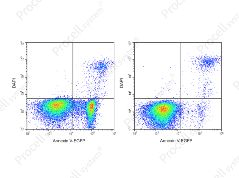 Annexin V-EGFP/DAPI Apoptosis Kit