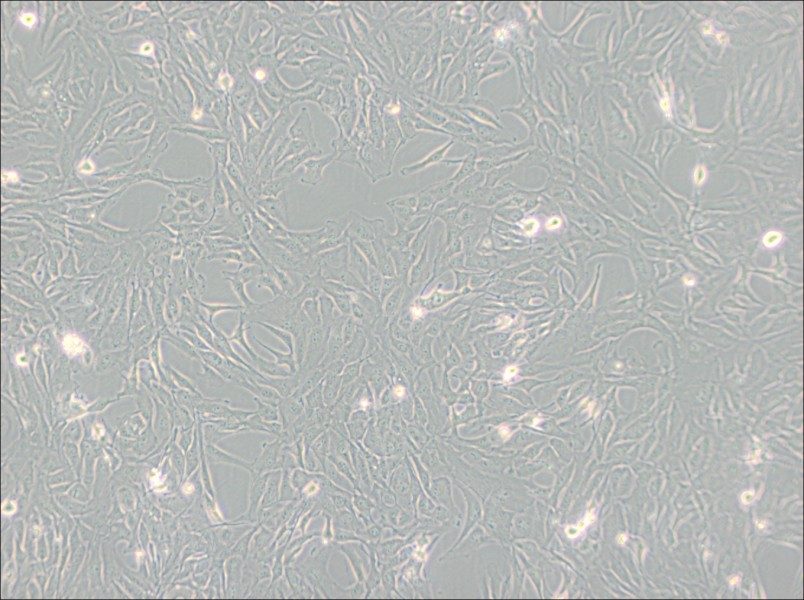 Calu-1 Cell Complete Medium-searchlist-1