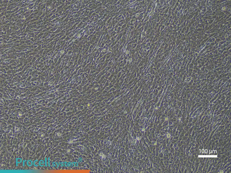 Rat Embryonic Limb Bud Mesenchymal Stem Cell Complete Medium - 2