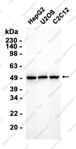 Recombinant Angiotensinogen/AGT Monoclonal Antibody - 2