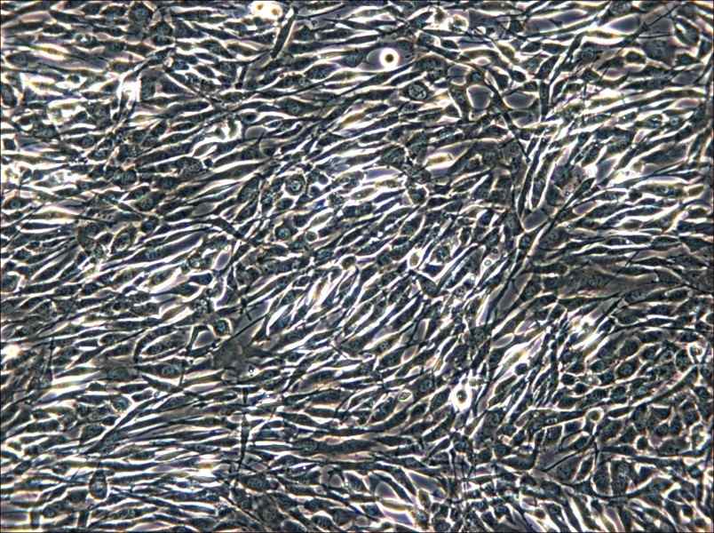 YUMM1.1 Cell Complete Medium - 4