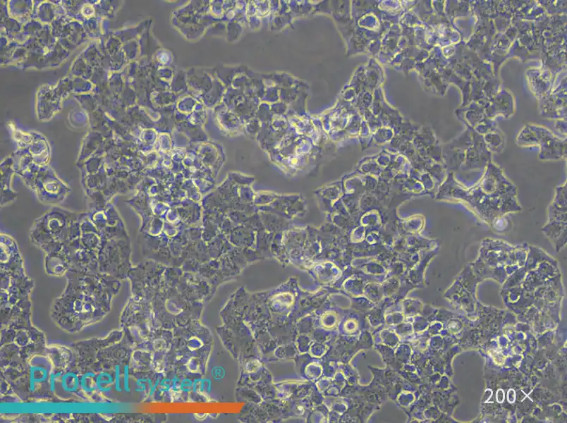 Beta-TC-6 Cell Complete Medium - 4