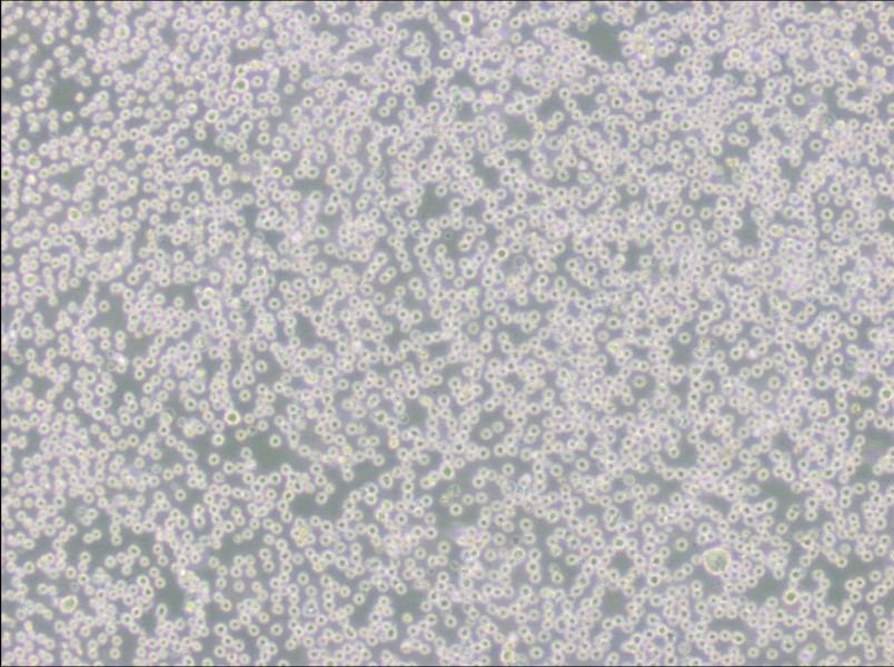 DB Cell Complete MediumDB Cell Complete Medium - 3