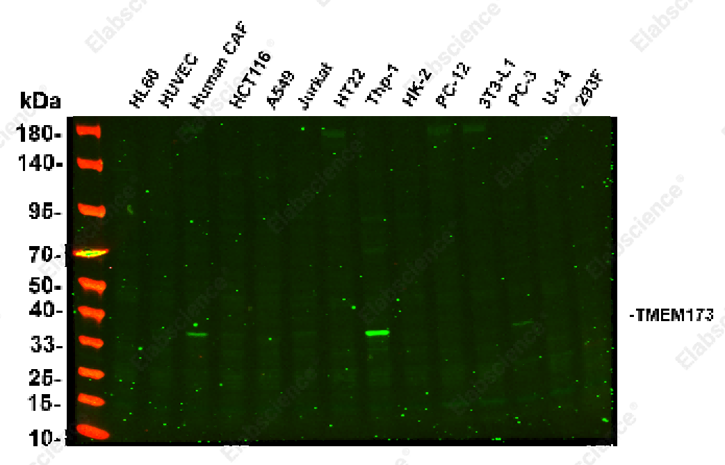 Recombinant STING Monoclonal Antibody - 2
