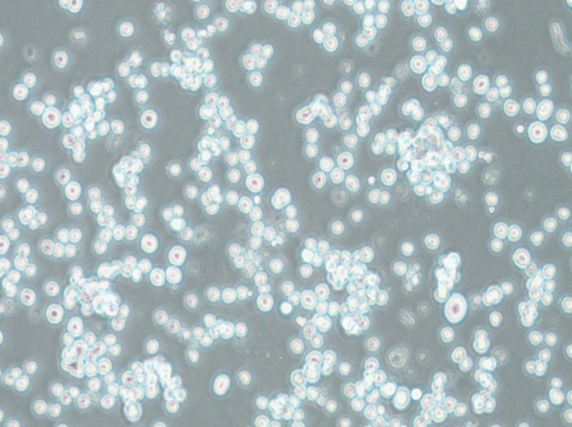 COLO 201 Cell Complete Medium - 5