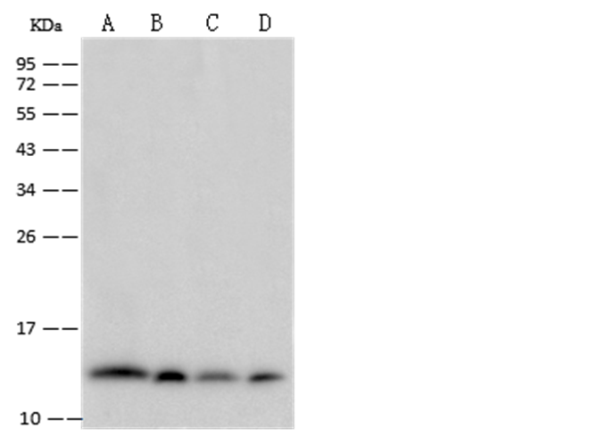 Beta-2 microglobulin/B2M Monoclonal Antibody - small - 5