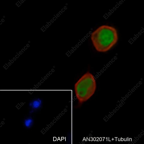 Recombinant SF1 Monoclonal Antibody - 6