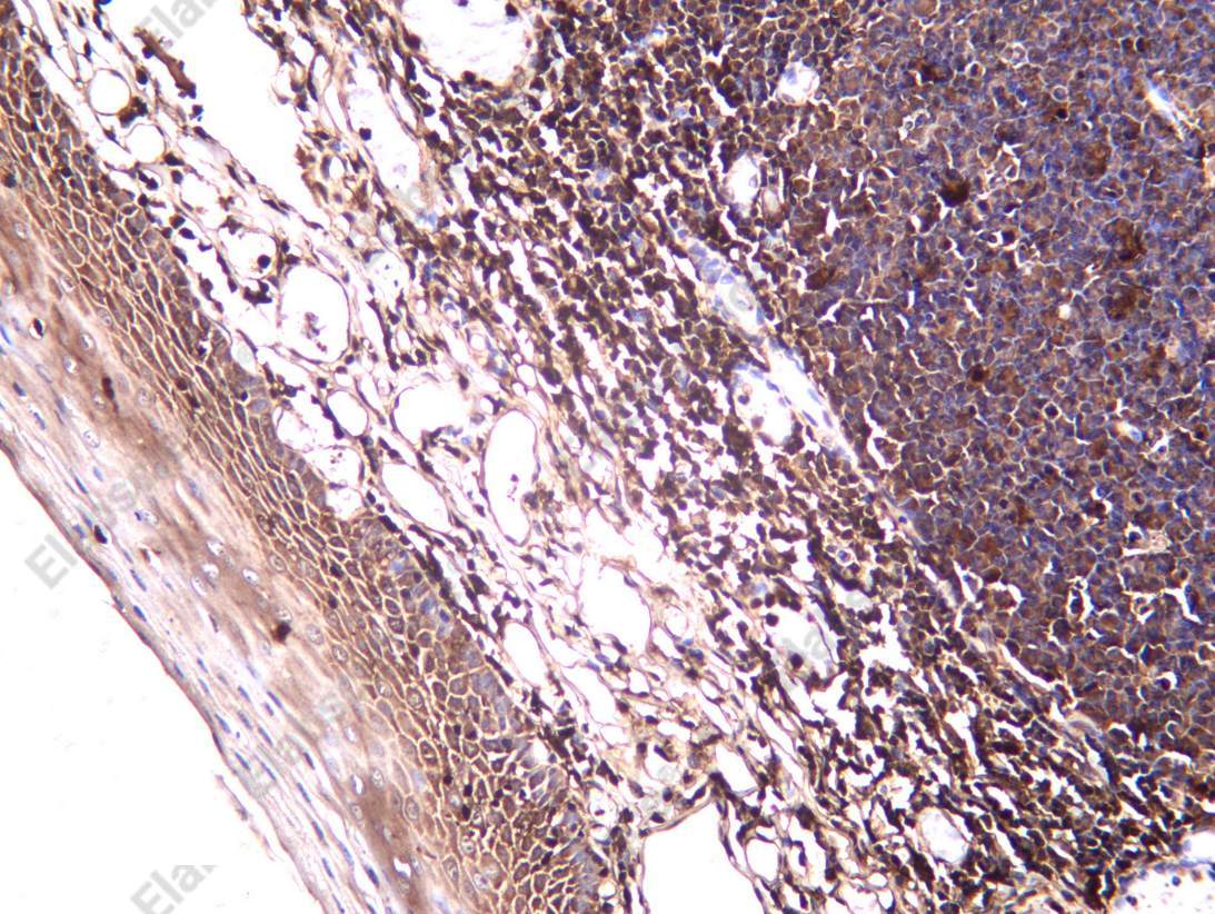 Recombinant PROF1 Monoclonal Antibody - 2