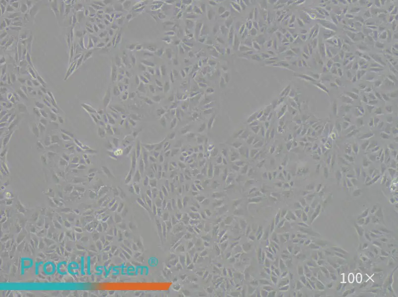 CV-1 Cell Complete Medium - 1