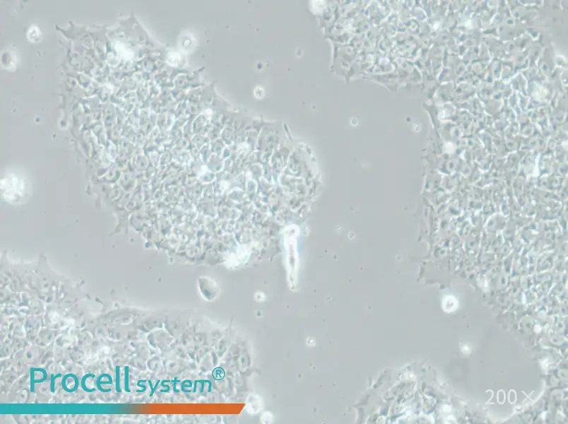 H1 Cell Complete Medium - 5
