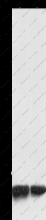 MYL9 Polyclonal Antibody - 1